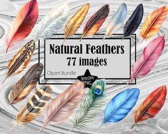 Feather Clipart PNG Natural Realistic Feather Clip Art Bundle Peacock Bird PNG Graphics Transparent Digital Download Sublimation Journal