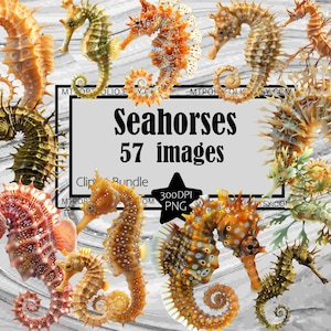 Seahorse Clipart Sea Horse PNG Aquatic Animal Bundle PNG Graphics Transparent Commercial Use Digital Download Sublimation  Junk Journal