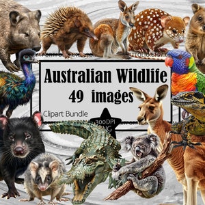 La faune australienne Clipart kangourou Clipart PNG Bundle Koala Bear Dingo graphique Transparent Commercial numérique Sublimation Junk Journal