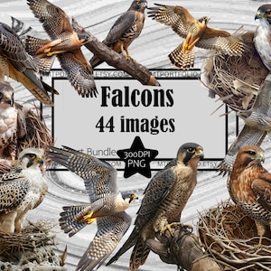 Falcon Clipart Uccelli rapaci PNG Bundle PNG Grafica Trasparente Uso commerciale Download digitale Sublimazione Journal Peregrine Falcon PNG