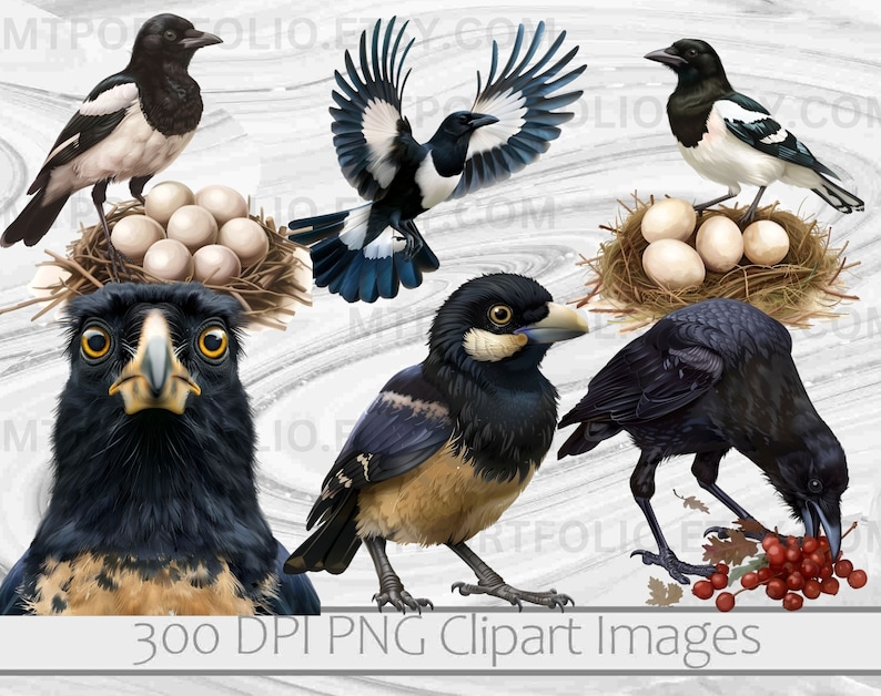 Corvid Clipart PNG Raven Clipart Bundle Crow Bird PNG Graphics ...