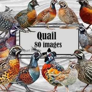 May include: A collection of 80 digital images of colorful quail. The images are perfect for crafting, scrapbooking, and other creative projects.  Quail 80 images Clipart Bundle.