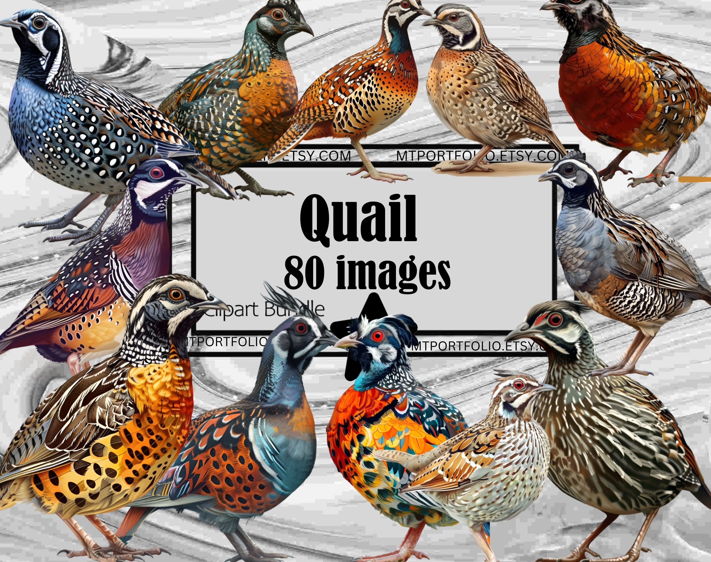 Quail Clipart Button Quail Clip Art Mountain Quail Bundle PNG Graphics ...