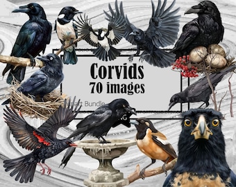 Corvid Clipart PNG Raven Clipart Bundle Crow Bird PNG Grafik Transparent Kommersiell Digital Nedladdning Sublimering Journal Skata Clipart