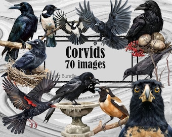 Corvid Clipart PNG Raven Clipart Bundle Crow Bird PNG Graphics Transparent Commercial Digital Download Sublimation Journal Magpie Clipart