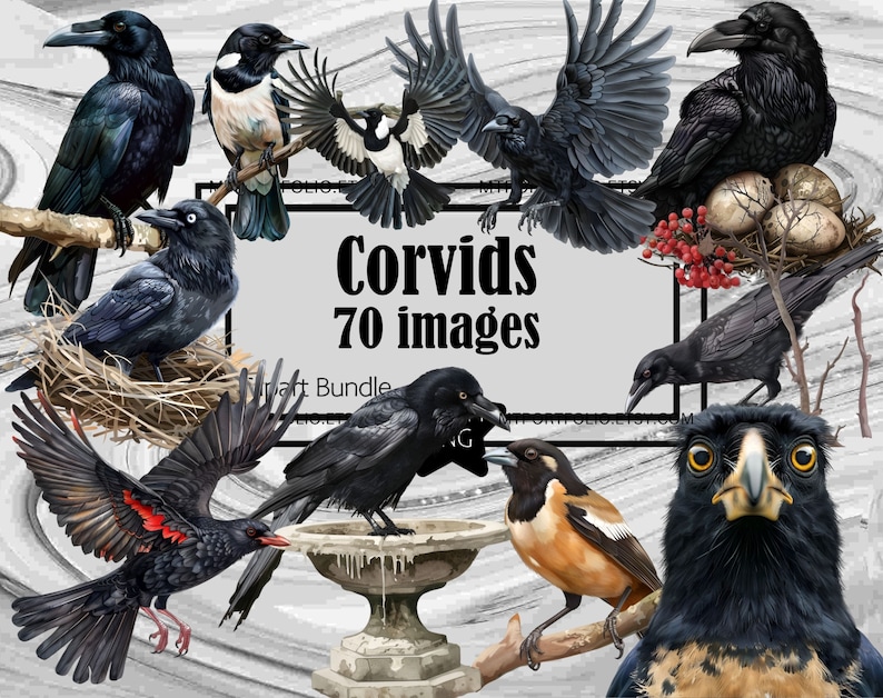 Corvid Clipart PNG Raven Clipart Bundle Crow Bird PNG Graphics ...