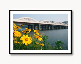 Hangang Bridge Photography Print - Yellow Flower, Seoul, South Korea - Poster Wall Art