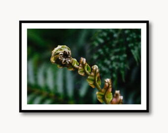 Fern Leaf Photo Print - New Zealand Native Plant Green Botanical Poster Wall Art