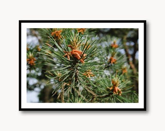 Korean Pine Tree Print - Botanical Poster Wall Art