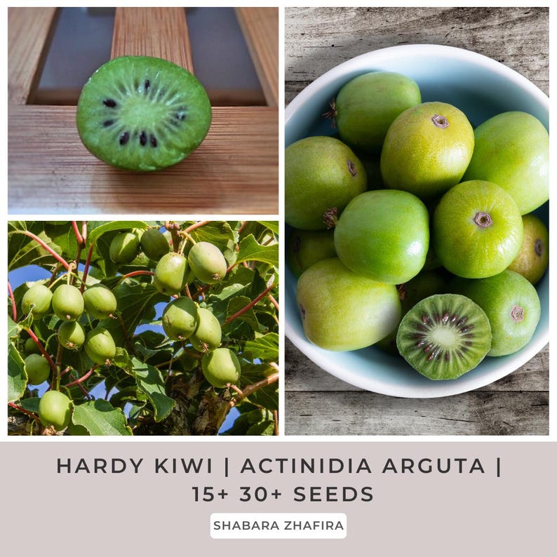 Hardy Kiwi Actinidia Arguta 15 30 Seeds Etsy hardy-kiwi-actinidia-arguta-15-30-seeds-etsy