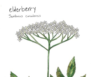 Elderberry Flower Print