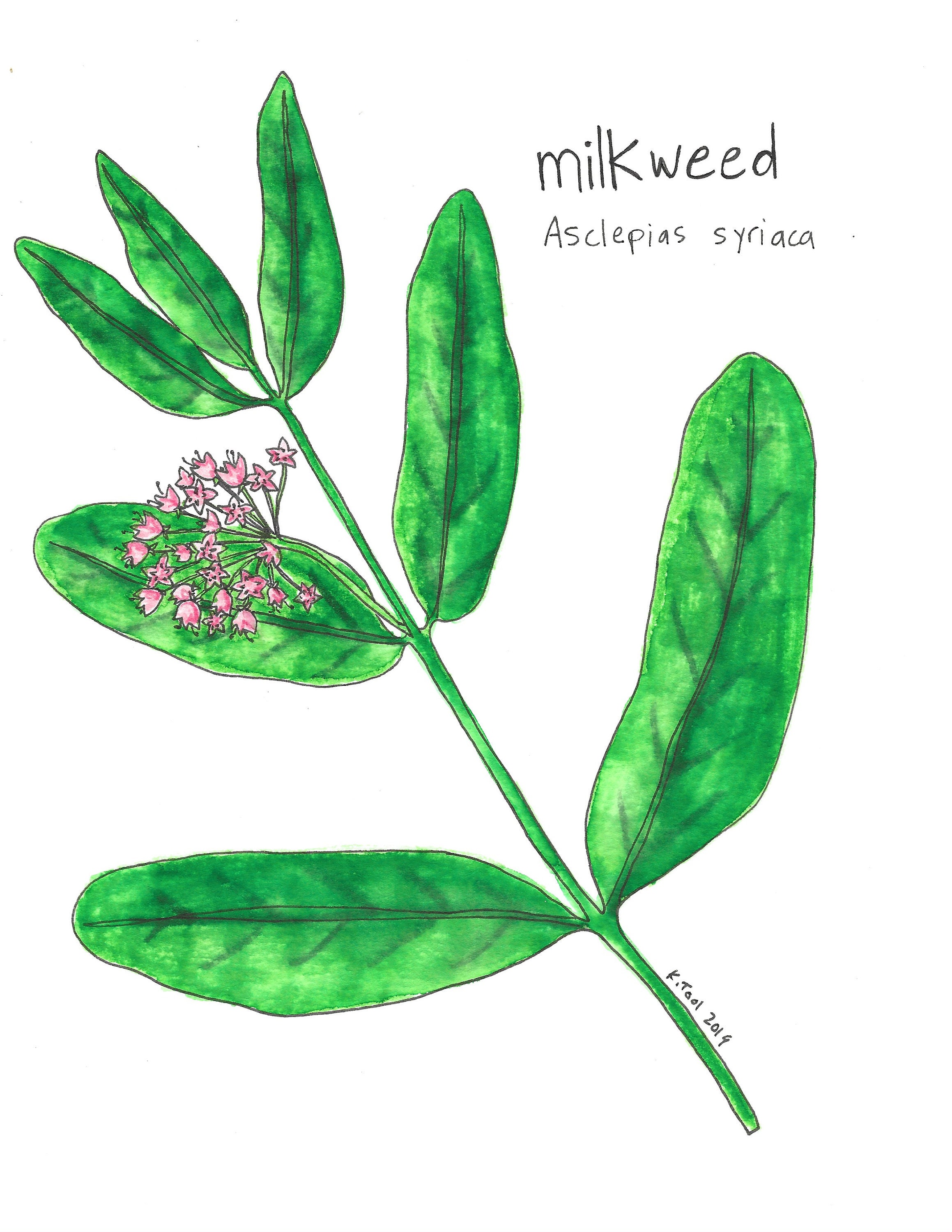 Drawing & Illustration Milkweed Flower Print Pen & Ink
