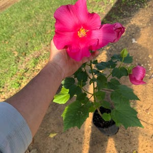 May include: A pink hibiscus flower with a yellow center is held in a hand. The flower is on a green plant with leaves. The plant is in a black pot.