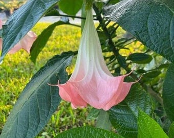 angel trumpet pink 1 gal
