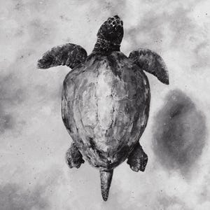 Wandbild Schildkröte Auf Leinwand: Deko-Bild 80x80 Cm, Hochauflösender Druck, Made In France – Für Wohnzimmer & Kinderzimmer