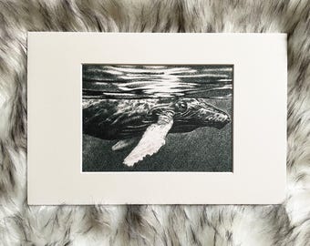 Impression d'art Baleine à bosse, 15 x 20 cm (DIN A5) avec frais de port et passe-partout pour cadre de 20 x 30 cm