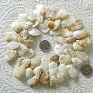 Könnte beinhalten: Eine Anordnung von kleinen, cremefarbenen und braunen Muscheln in einem Kreis. Zwei Münzen liegen im Zentrum. Die Muscheln weisen kleine Löcher auf, was auf eine Verwendung für Schmuck hindeutet.