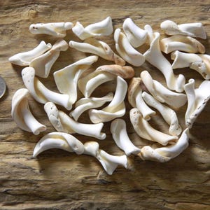 May include: A collection of small, off-white, curved sea shells with smooth, tapered shapes. The shells are scattered in a cluster next to a circular silver coin for scale, showing their relative size in this arrangement of natural marine objects.