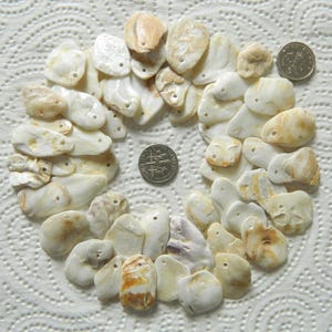 Può includere: Una collezione di piccole conchiglie forate, color crema, disposte a cerchio. Due monete sono collocate all'interno del cerchio. Le conchiglie variano nella forma e presentano segni naturali.