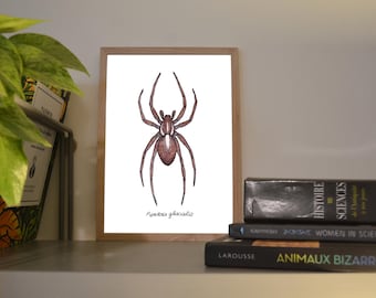 Print A6/A5 Arctic Wolf Spider, illustration done in colors with watercolor and ink, traditional art