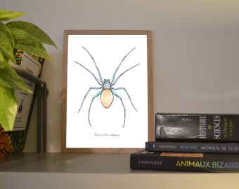 Print A6/A5 Leptoneta albera, illustration made in colors with watercolor and ink, traditional art