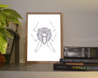 Print A6/A5 Amblypyge, illustration done in black and white in watercolor and ink, traditional art