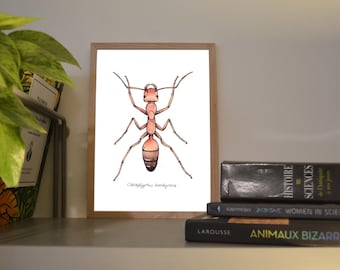 Print A6/A5 Saharan silver ant, illustration made in colors with watercolor and ink, traditional art