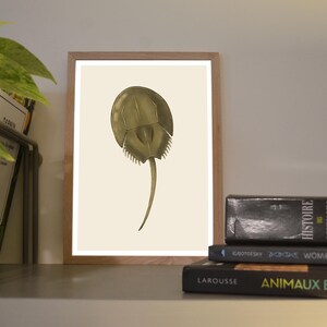 Puede incluir: Una impresión enmarcada con una ilustración detallada de un cangrejo herradura en tonos verde oliva y beige. La obra de arte se exhibe en una estantería con libros, incluyendo títulos como "Histoire des Sciences" y "Animaux Bizarroïdes".
