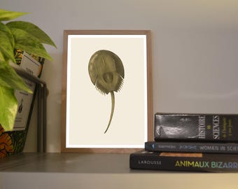 Print A6/A5 Limule, illustration made in color on a graphics tablet, traditional art
