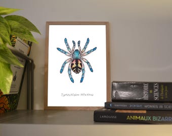 Print A6/A5 Typhochlaena seladonia, illustration made in colors with watercolor and ink, traditional art