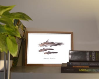 Print A6/A5 Striped Catfish, illustration done in colors with watercolor and ink, traditional art