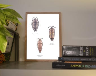 Print A6/A5 Woodlice, illustration made in colors with watercolor and ink, traditional art