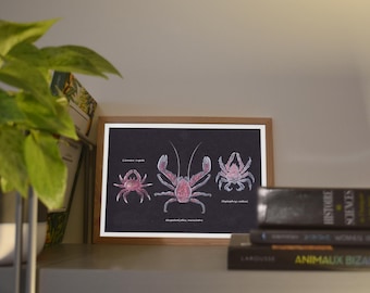 A6/A5 print of crabs, illustration created in watercolor and ink, traditional art
