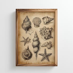 Impresión de conchas vintage: boceto de vida marina antigua / decoración de casa de playa costera (descarga digital imprimible)