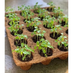 5-Pack Coconut Coir Seed Trays – 20-Cell Biodegradable Nursery Pots for Seed Starting, Eco-Friendly Coir Pots