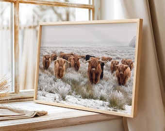 Stampa di mucca delle Highlands in inverno – Decorazione murale in stile rustico scozzese