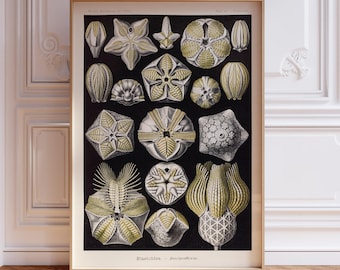 Ernst Haeckel Blastoidea Print, Vintage Biology Exhibition Poster (A2/A3/A4/A5)
