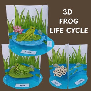 May include: A 3D pop-up educational toy showing the frog life cycle. The stages include eggs, tadpoles, froglet, and frog, with a green frog on a lily pad. The background features aquatic plants and the text "3D FROG LIFE CYCLE".