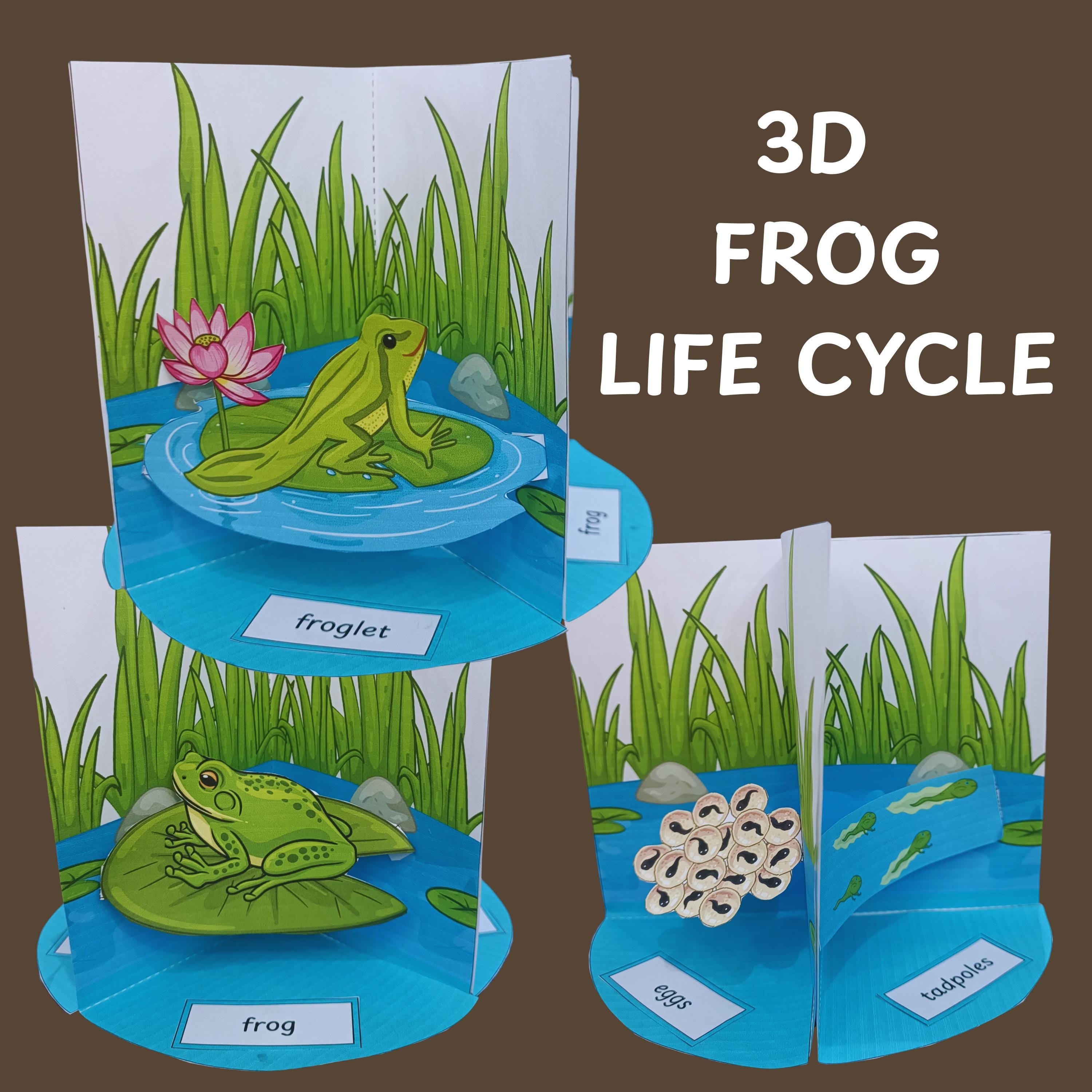 3D Frog Life Cycle Craft, Spring Science STEM Activity (PDF…