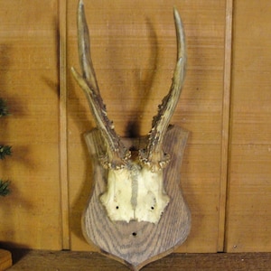 Vintage Deer Antlers Mounted on Oak Wood - Rustic Lodge or Cabin Decor