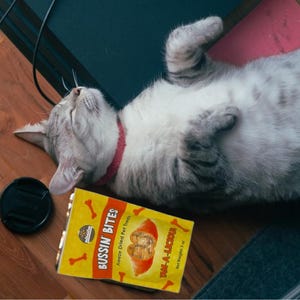 Golosinas liofilizadas para perros, un solo ingrediente, premio de alto valor: batata imagen 3