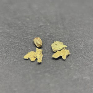 ALASKAN GOLD NUGGET| Natural Gold Nugget| Authentic Alaska Natural Gold Nugget| 0.318 Grams Of Pure Raw Gold| Rare Collector&#39;s Piece Or Gift
