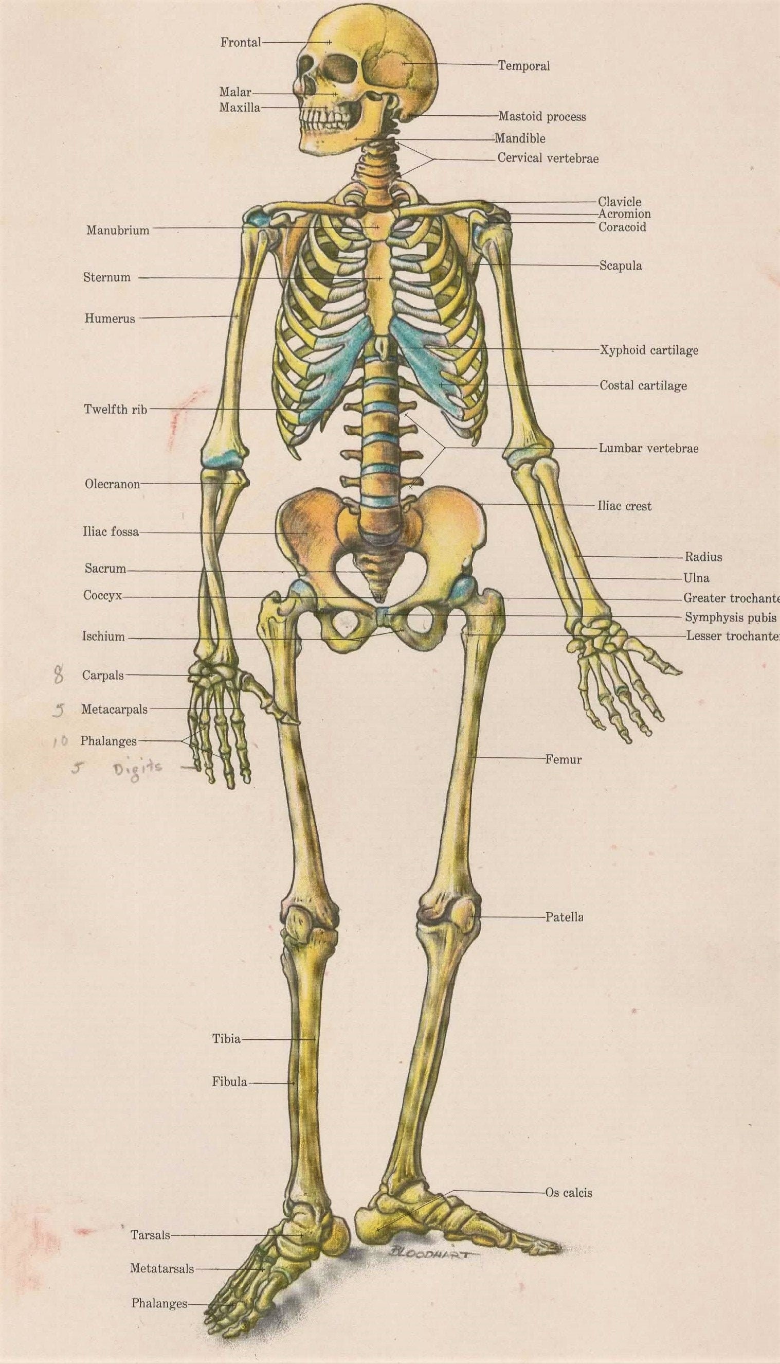 5 Digital Images of Vintage Anatomy