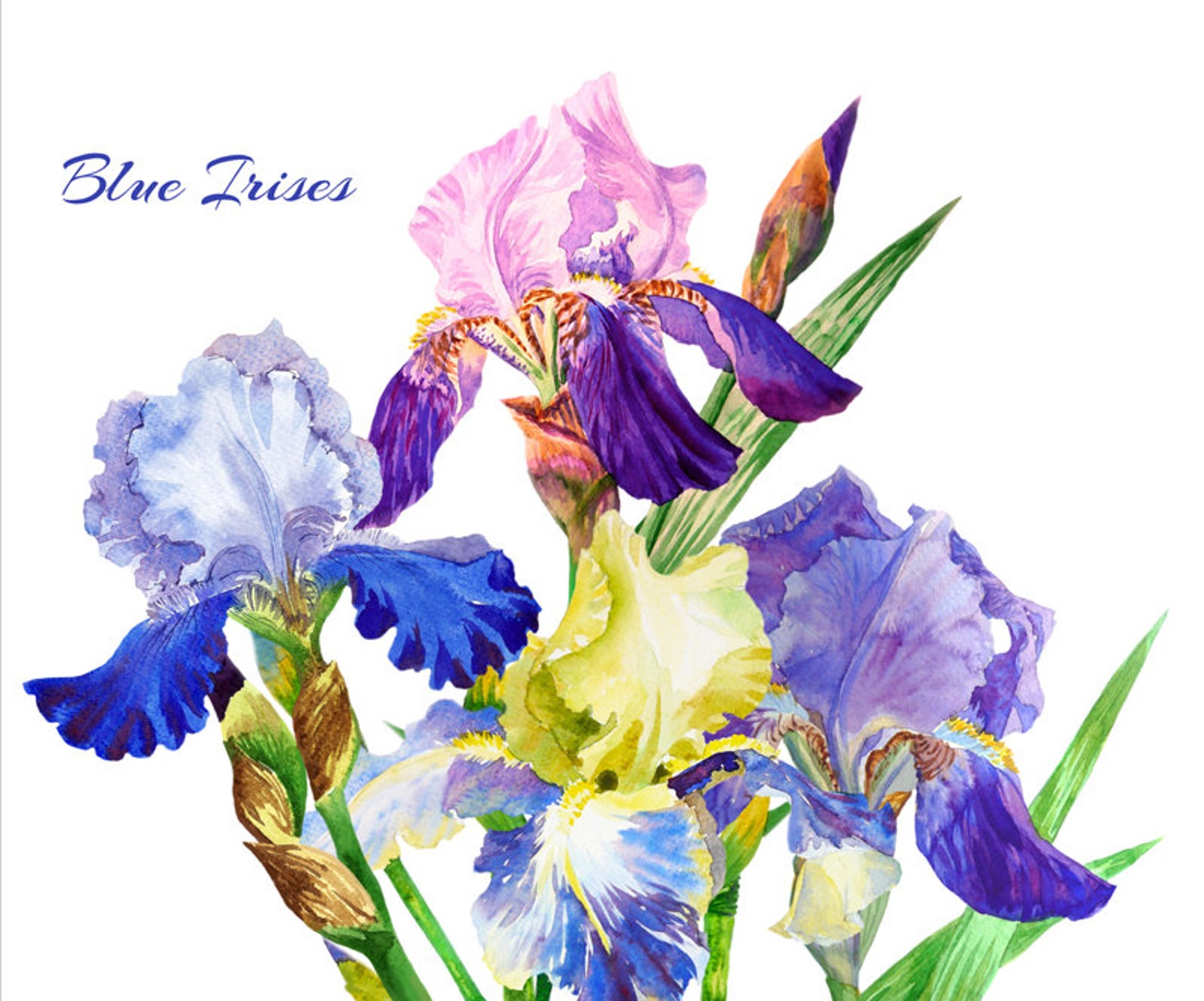 Blue Floral Clipart Iris Watercolor clip art botanical Etsy