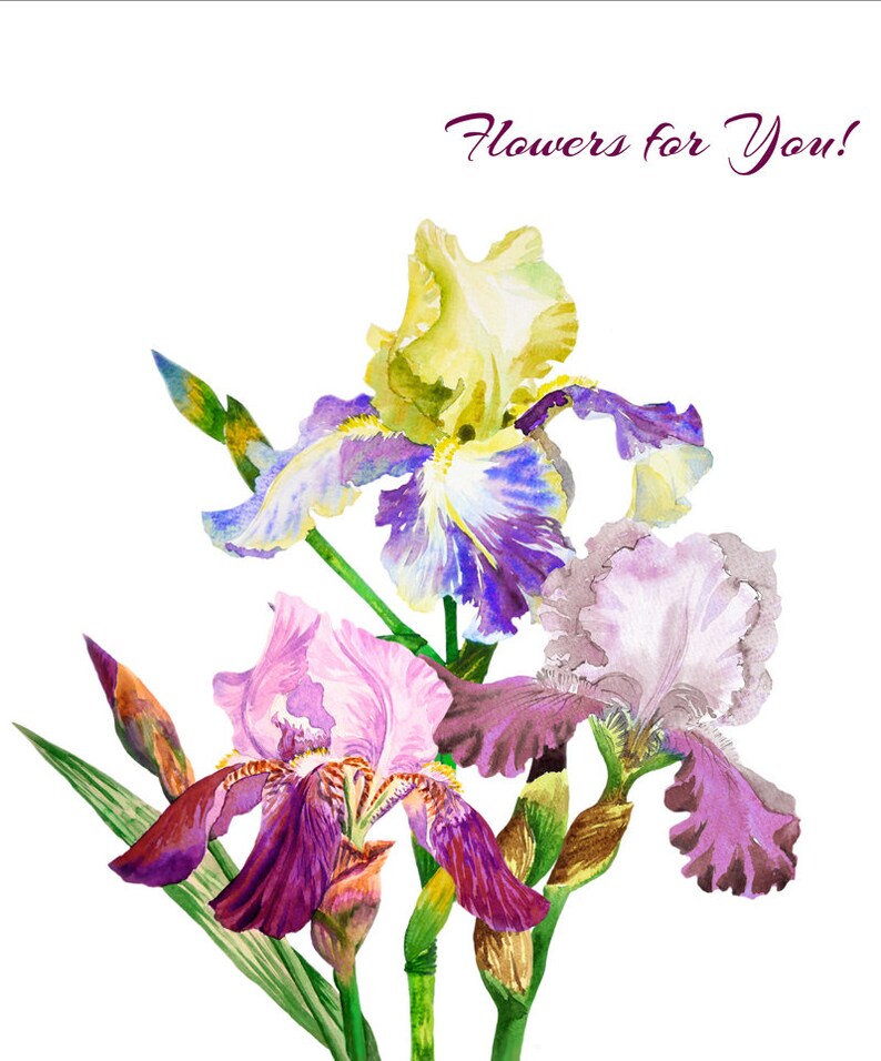 Irises Watercolor Clipart flower clip art garden iris | Etsy