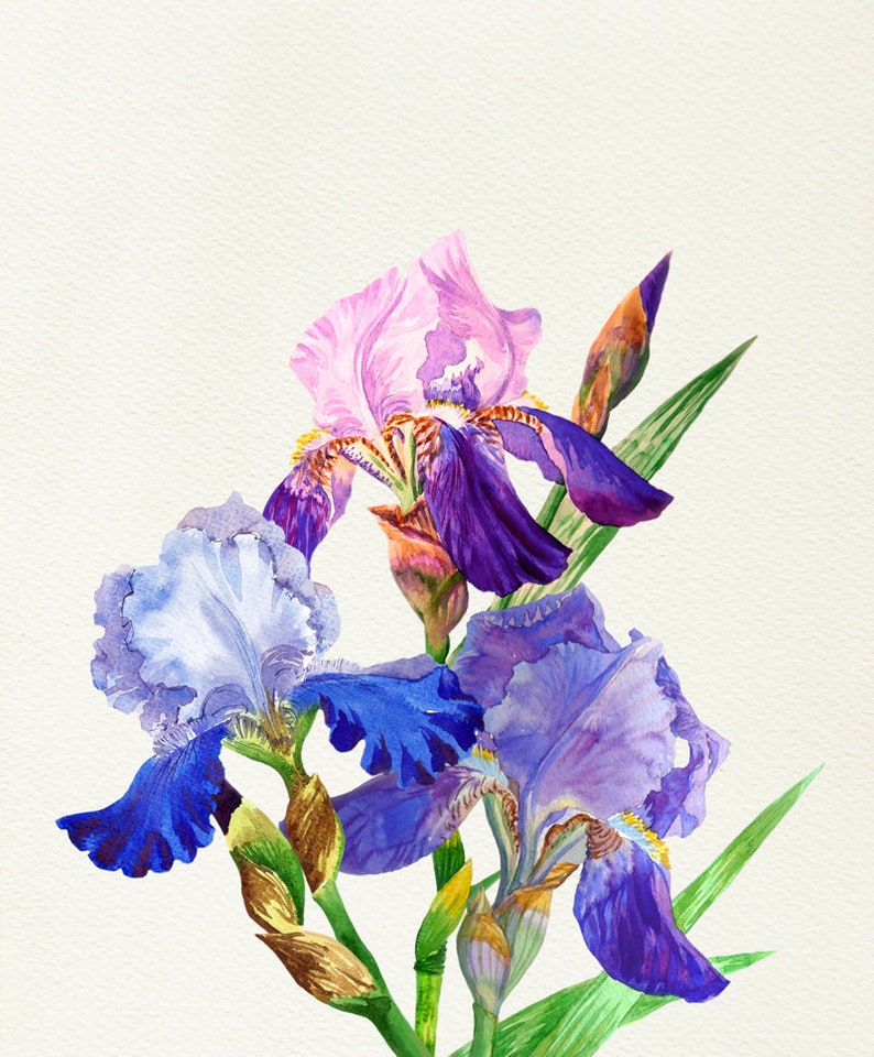 Blue Floral Clipart Iris Watercolor clip art botanical | Etsy