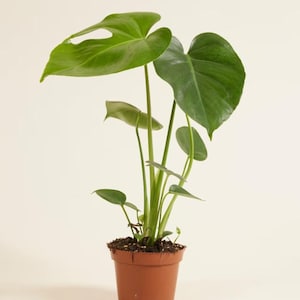 Swiss Monstera Deliciosa M