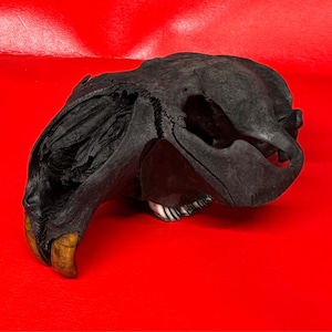 Könnte beinhalten: Ein schwarzer Tierschädel mit großen, gelbbraunen Zähnen, vor einem leuchtend roten Hintergrund. Die Details des Schädels sind sichtbar und zeigen seine natürliche Form. Dieser Artikel ist wahrscheinlich für Bildungs- oder Dekorationszwecke.