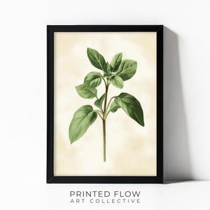 Oregano Printable Wall Art – Modern Kitchen Herb Illustration – Minimalist Botanical Decor – Digital Download – Instant Print - IH09