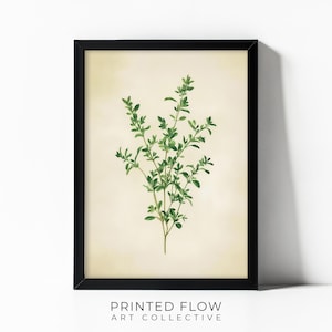 Thyme Printable Wall Art – Modern Kitchen Herb Illustration – Minimalist Botanical Decor – Greenery Digital Download – Instant Print - IH04